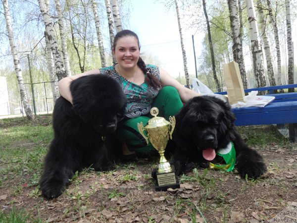 Фото: ньюфаундленд Ньюфорт Натали (Njufort Natali), Екатерина Жиронкина, ньюфаундленд Ньюфорт Царица Ночи