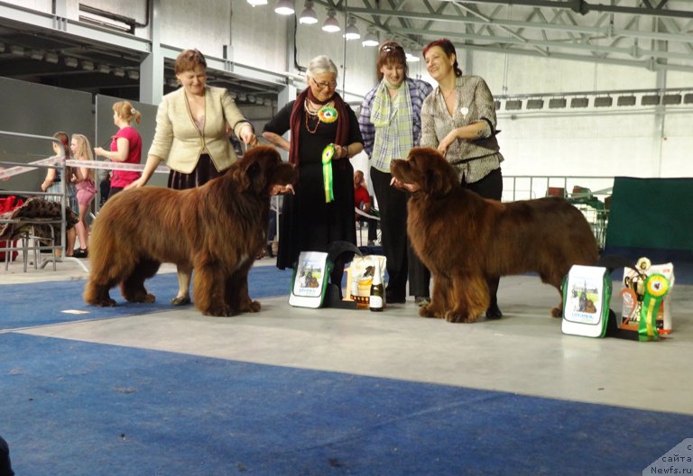 Фото: ньюфаундленд Акватория Келвин Редс Бегин энд Вин (Aquatoriya Kelvin Reds Begin and Win), ньюфаундленд Акватория Келвин Райз Афтэ Ми (Aquatoriya Kelvin Rise After Me)
