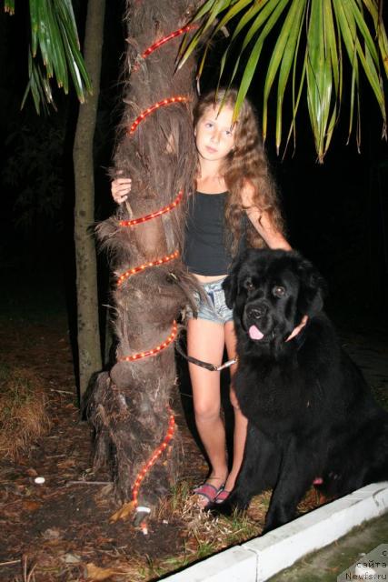 Фото: ньюфаундленд Усатый Нянь Тимоша, Алина Наумова