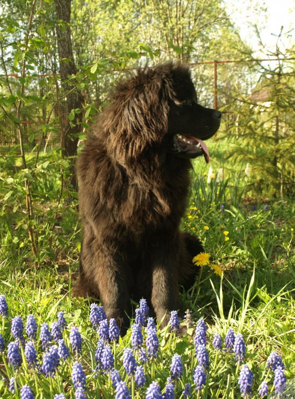 Фото: ньюфаундленд Забава Путятишна