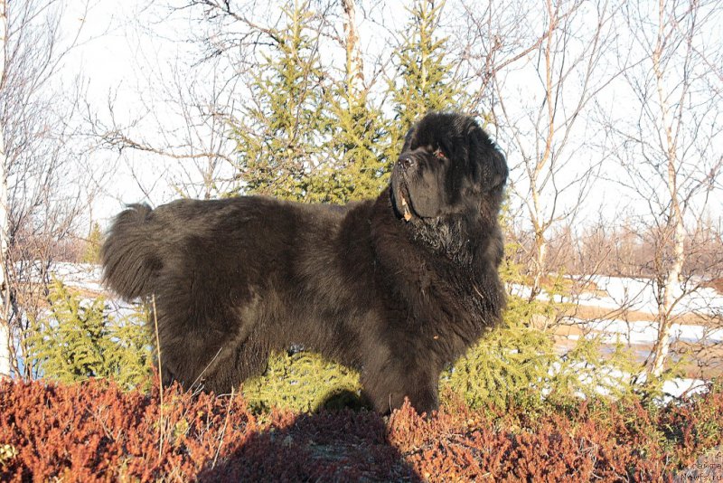 Фото: ньюфаундленд Бегущая по Волнам Зеро Коол