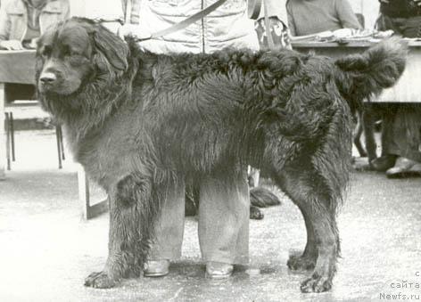 Фото: ньюфаундленд Шер Шансон