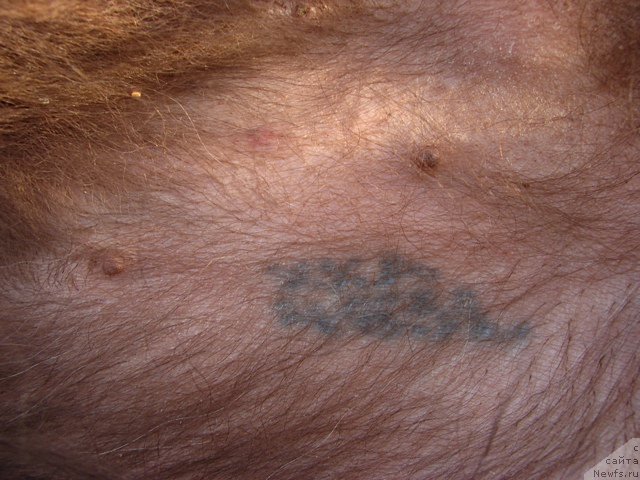 Фотография № 153105