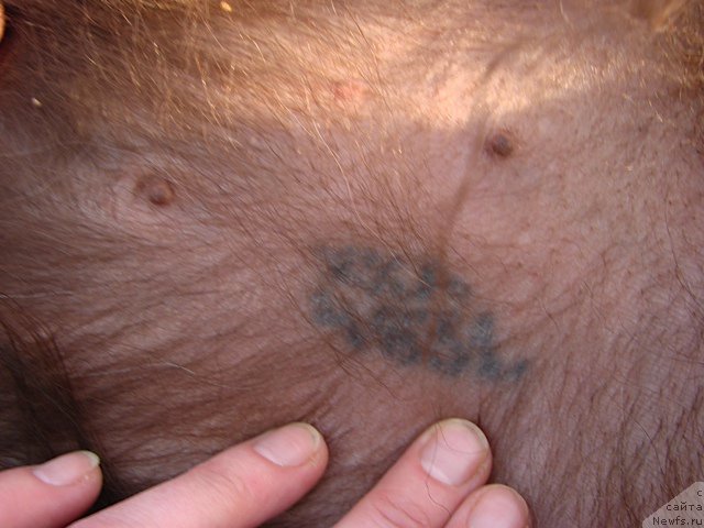 Фотография № 153106