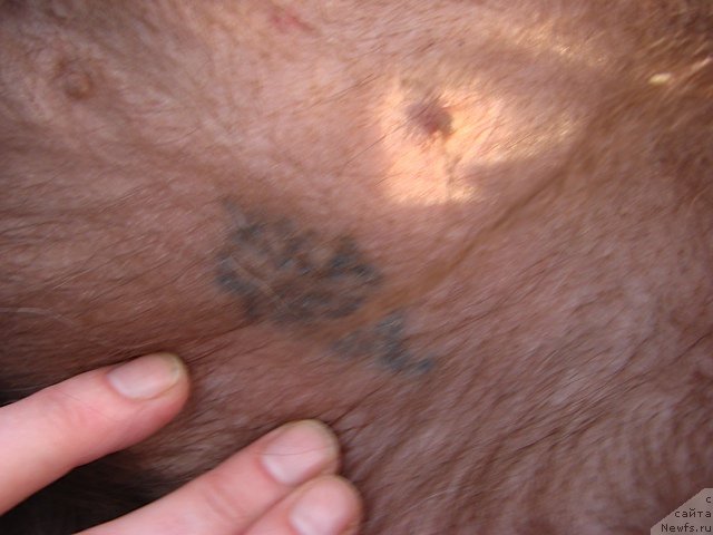 Фотография № 153107