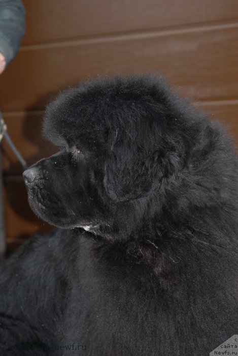 Фотография № 153134