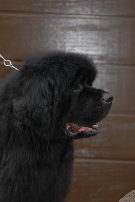 Фото: ньюфаундленд Сент Джонс Хаммер (Sent Djons Hummer)