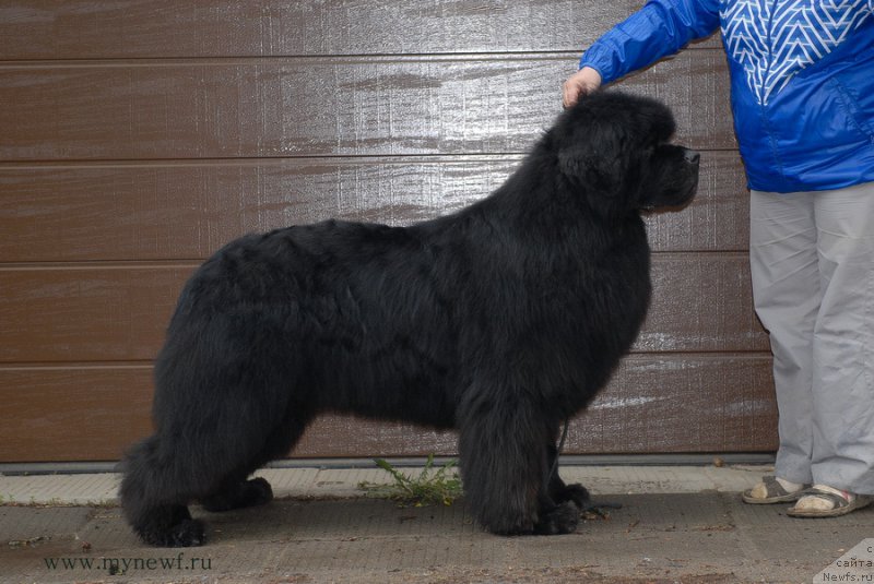 Фото: ньюфаундленд Сент Джонс Хаммер (Sent Djons Hummer)