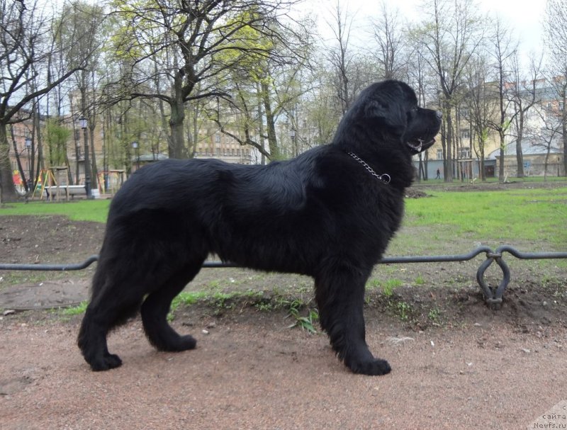 Фотография № 153140