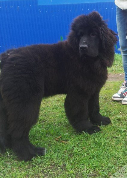 Фото: ньюфаундленд Смигар Ток ов Соул (Smigar Talk of Soul)