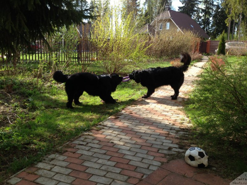 Фото: ньюфаундленд Бонни Флайт, ньюфаундленд Рестайлинг Фром Шипмэн