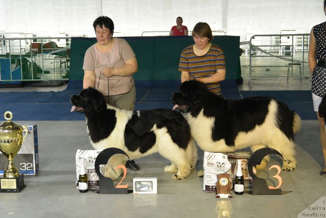Фото: ньюфаундленд Супер Премиум Женева (Super Premium Zheneva), ньюфаундленд Супер Бизон Космос (Super Bizon Cosmos)