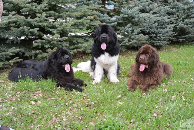 Фото: ньюфаундленд Обуш Шед Венити Фэар, ньюфаундленд Супер Бизон Златогор, ньюфаундленд Обуш Шед Якутия (Obush Shed Yakutia)