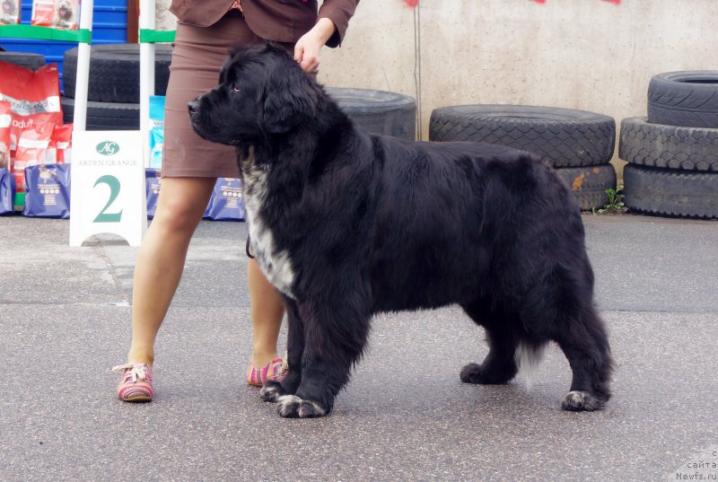 Фото: ньюфаундленд Питерньюф Енигма (Piternyuf Enigma)