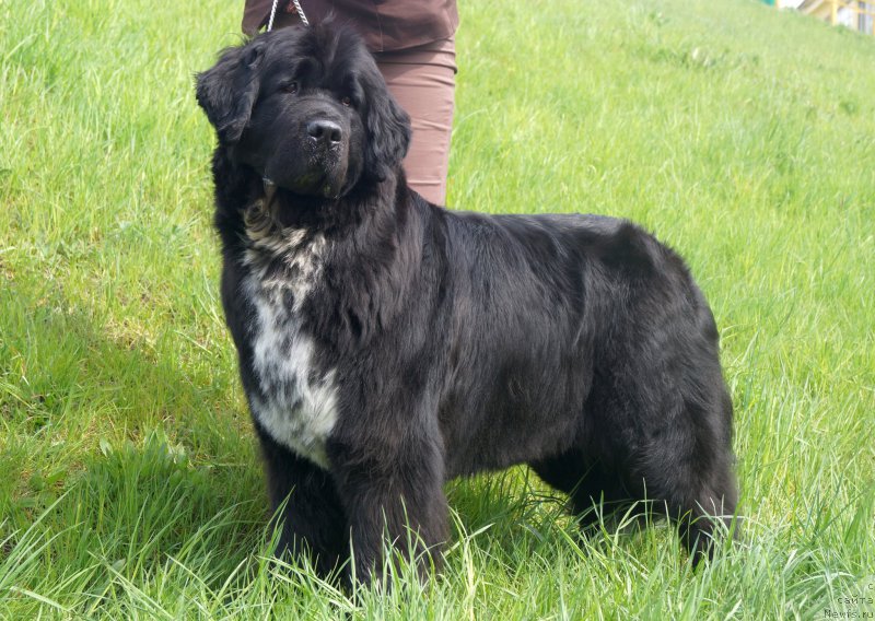 Фотография № 153158