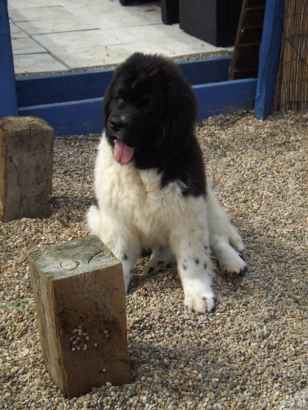 Фото: ньюфаундленд Сент Джонс Имаджинэйшн