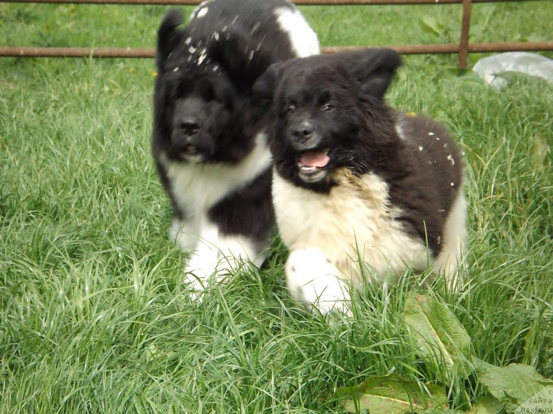 Фотография № 153167