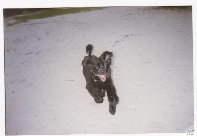 Фото: ньюфаундленд Малина Сладкая от Сибирского Медведя (Malina Sladkaya ot Sibirskogo Medvedja)