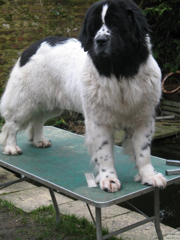 Фото: ньюфаундленд Сент Джонс Церера де Л'Илиаде эт Л'Одюси (Sent Djons Cerera de L'Iliade et L'Odyssee)