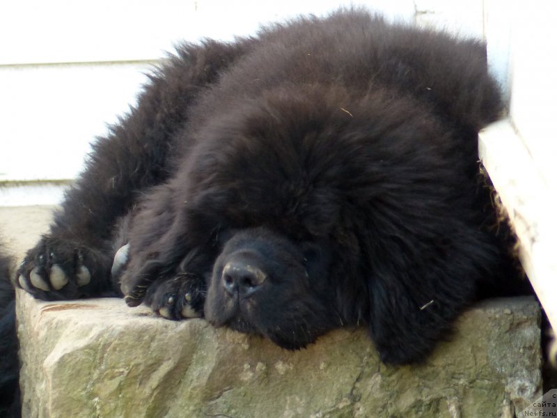 Фотография № 153190