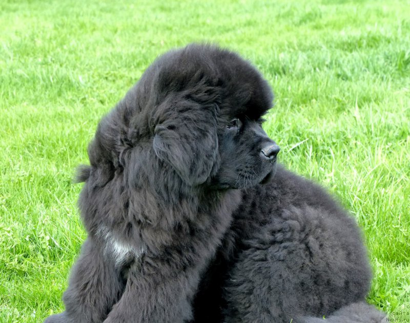 Фотография № 153192