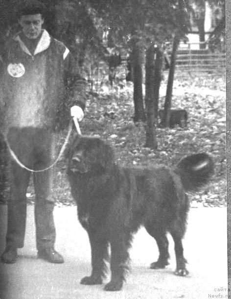 Фото: ньюфаундленд Мурхан