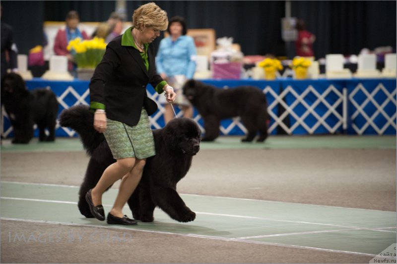 Фото: ньюфаундленд Сент Джонс Зое оф Май Квин фор Сеабрук (Sent Djons Zoe my Queen for Seabrook)