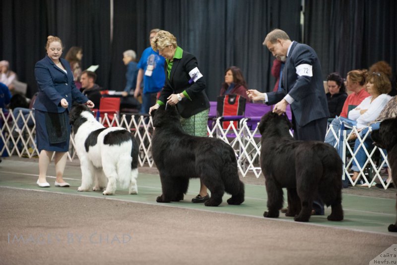 Фото: ньюфаундленд Сент Джонс Зое оф Май Квин фор Сеабрук (Sent Djons Zoe my Queen for Seabrook)