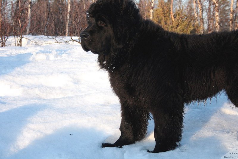 Фото: ньюфаундленд Ариель Принцесс оф зе Сии