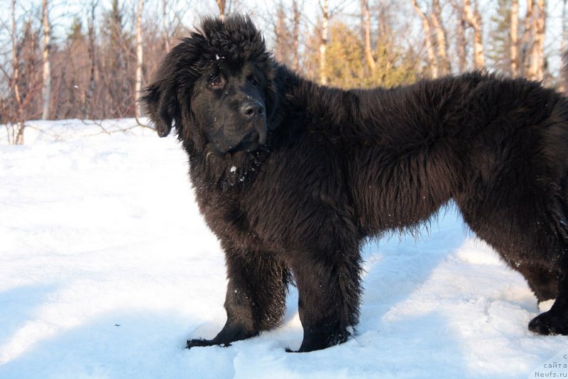 Фото: ньюфаундленд Ариель Принцесс оф зе Сии