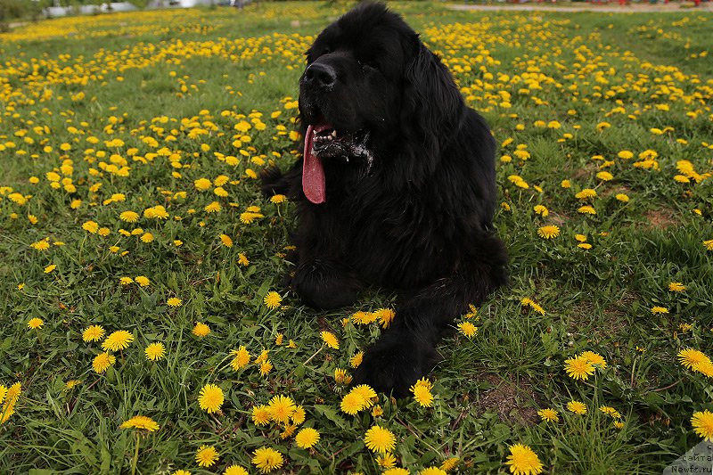 Фото: Гастон де Фуа