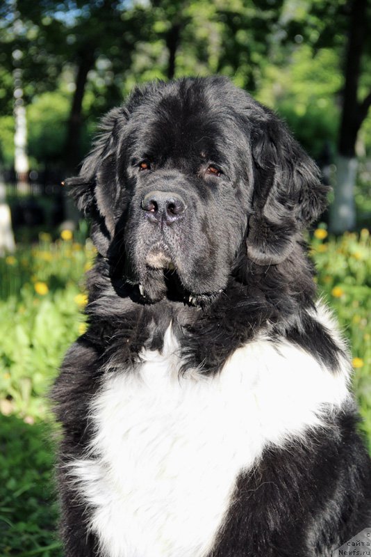 Фотография № 153235