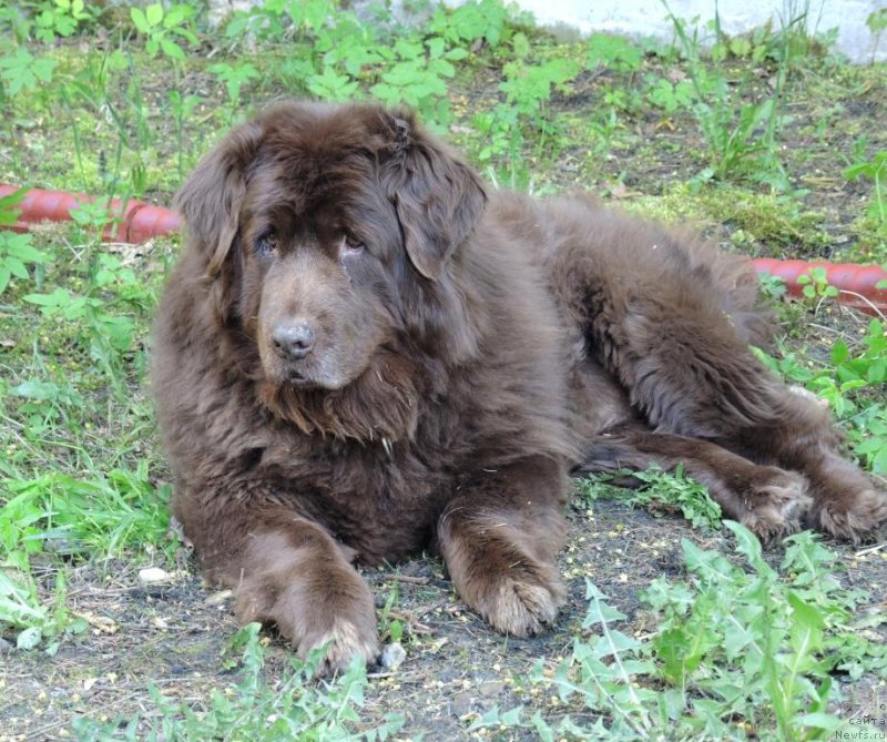 Фото: ньюфаундленд Петер-Беар Бизерта Соул