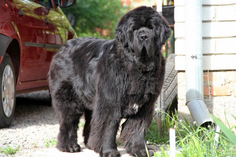 Фотография № 153277