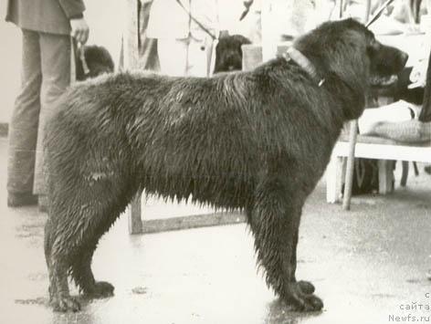 Фото: ньюфаундленд Глор Нюта