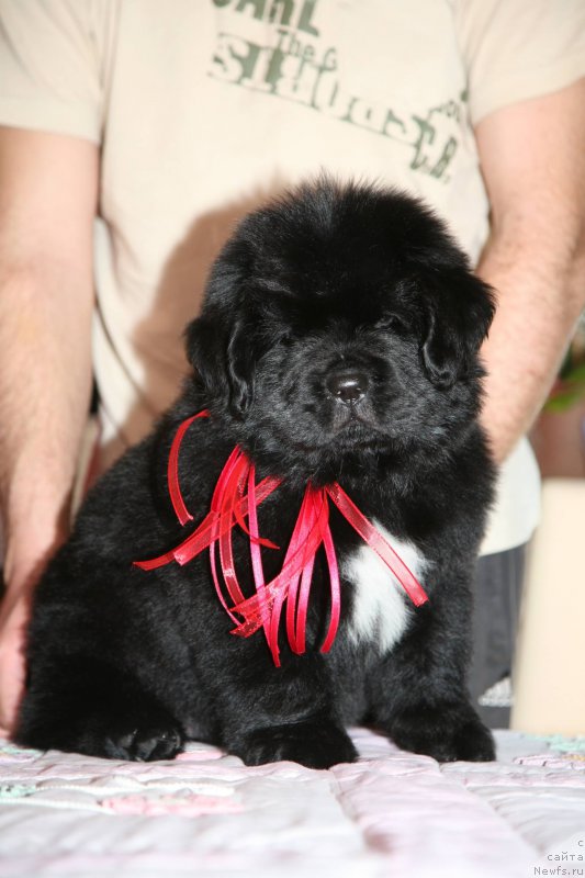 Фото: ньюфаундленд I'm The King Moon Bear