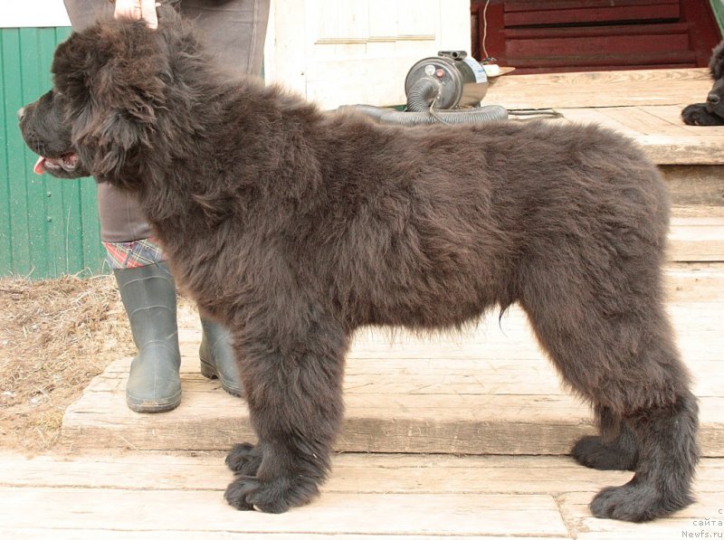 Фото: ньюфаундленд Аллегианс Брайт Проспект