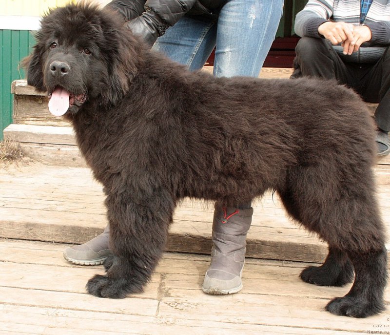 Фото: ньюфаундленд Аллегианс Брайт Проспект