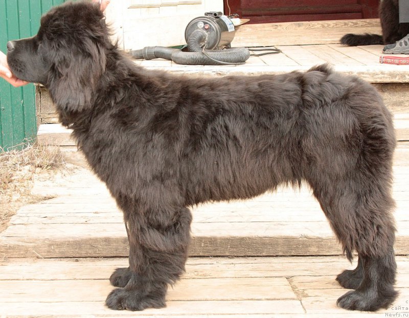 Фото: ньюфаундленд Анабелле Квин оф зэ Моунтайнс