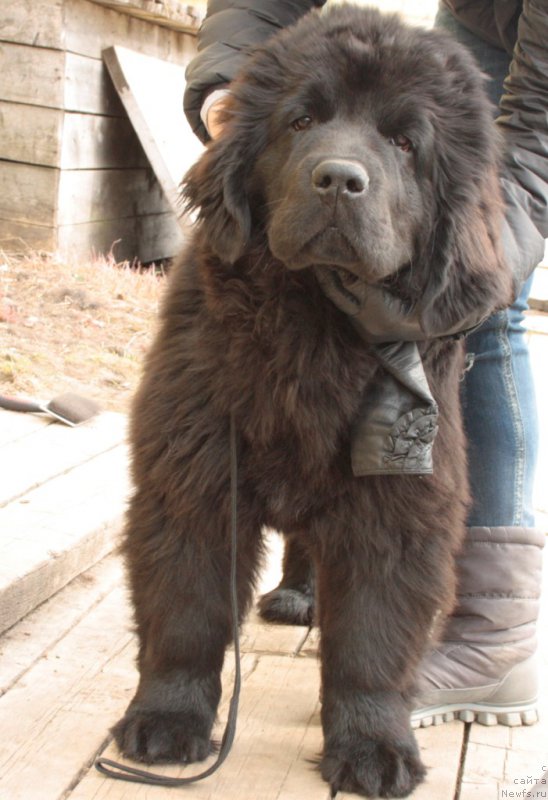 Фото: ньюфаундленд Анабелле Квин оф зэ Моунтайнс