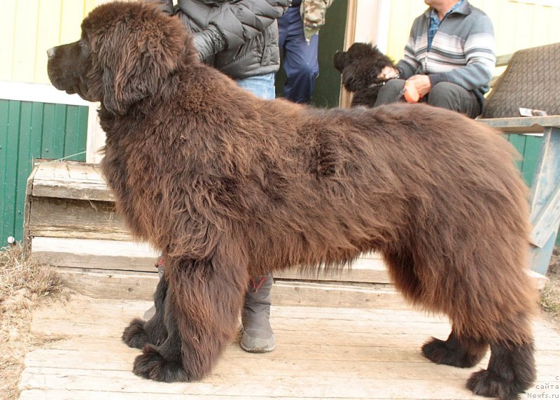 Фото: ньюфаундленд King of Helluland You Shock Me