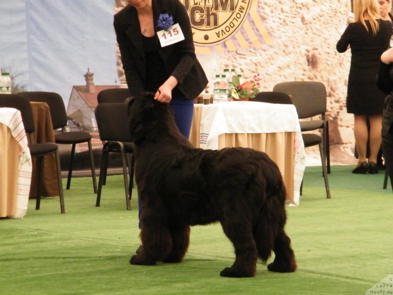 Фото: ньюфаундленд Альфа Таури Династия Совершенства (Аlpha Tauri Dinastiya Soverchenstva)