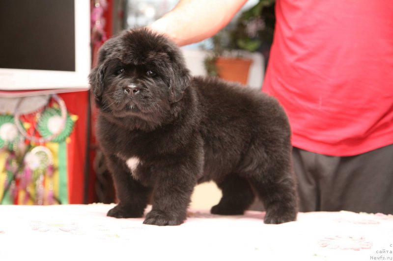 Фото: ньюфаундленд I'm The Queen Moon Bear