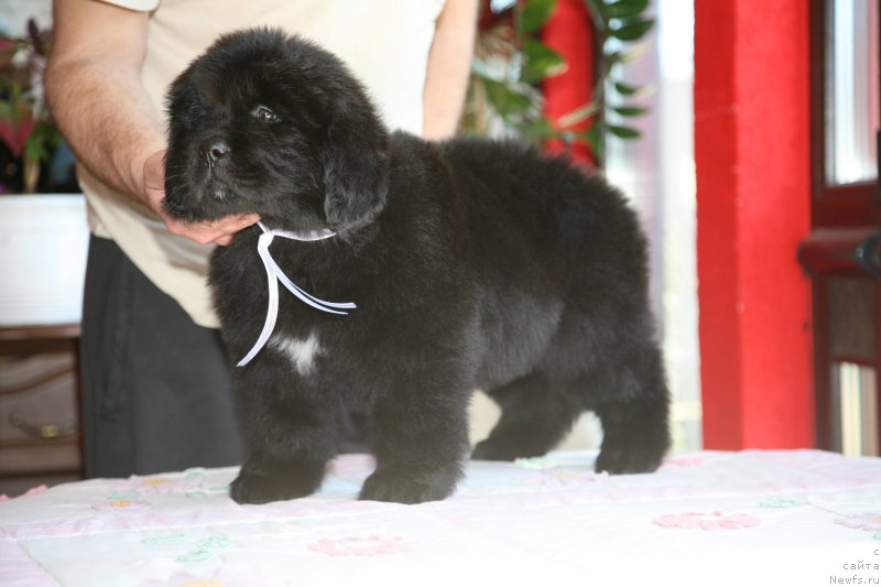 Фото: ньюфаундленд I'm The Queen Moon Bear