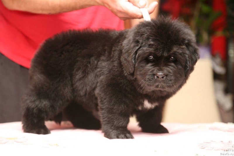 Фото: ньюфаундленд I'm The Queen Moon Bear