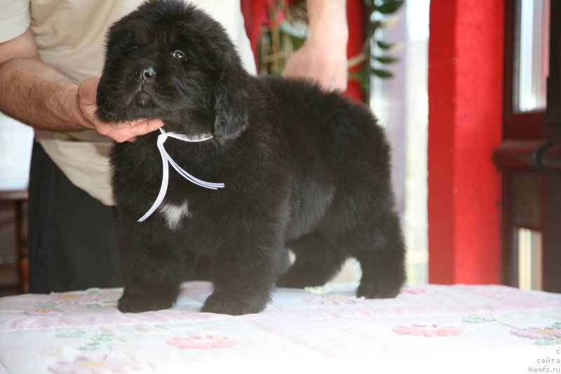 Фото: ньюфаундленд I'm The Queen Moon Bear