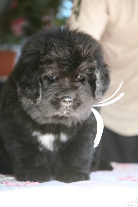 Фото: ньюфаундленд I'm The Queen Moon Bear