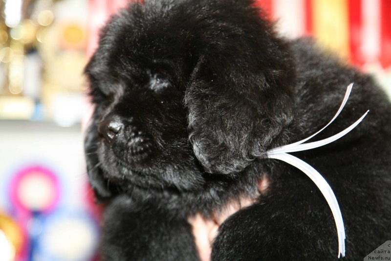 Фото: ньюфаундленд I'm The Queen Moon Bear