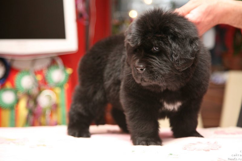 Фото: ньюфаундленд I'm The Queen Moon Bear