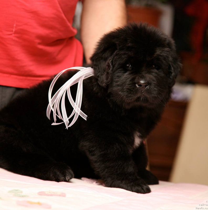 Фото: ньюфаундленд I'm The Queen Moon Bear